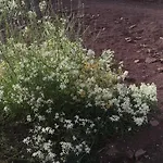 לינה וארוחת בוקר D'hotes Le Mimosa 3*