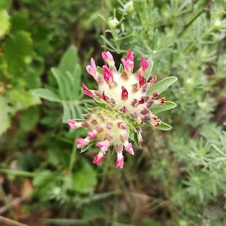 Le Mimosa 3*