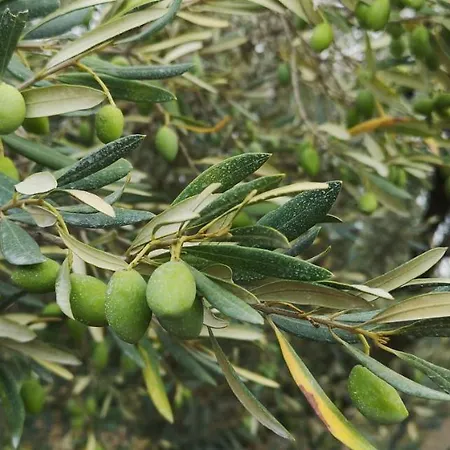 Le Mimosa לינה וארוחת בוקר *